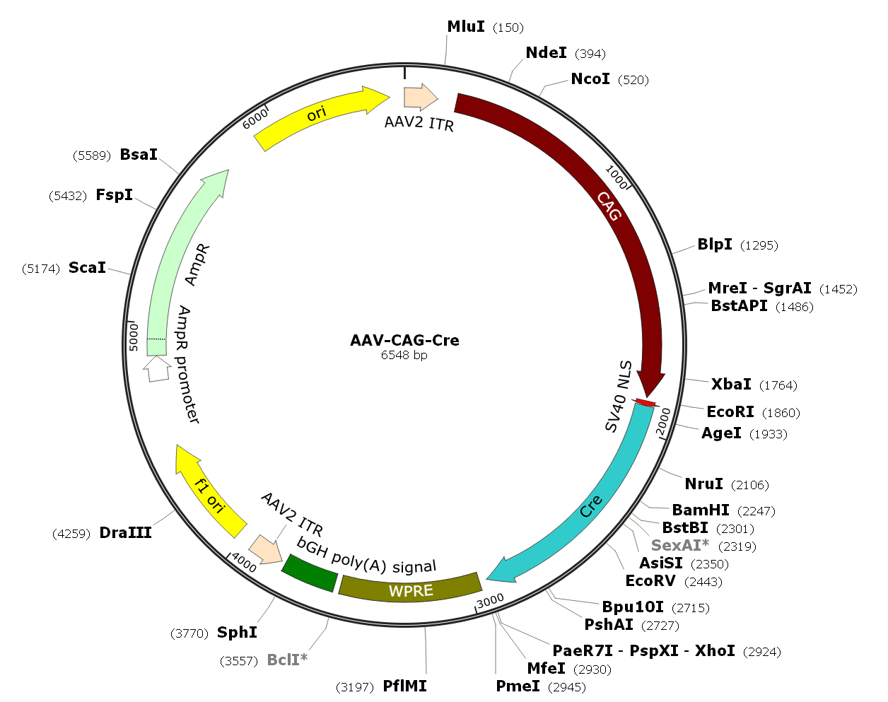 Pre-made recombinant AAV; AAV-CAG-Cre; AAV-CBA-Cre; AAV(BI30)-CAG-Cre; AAV(BI30)-CBA-Cre
