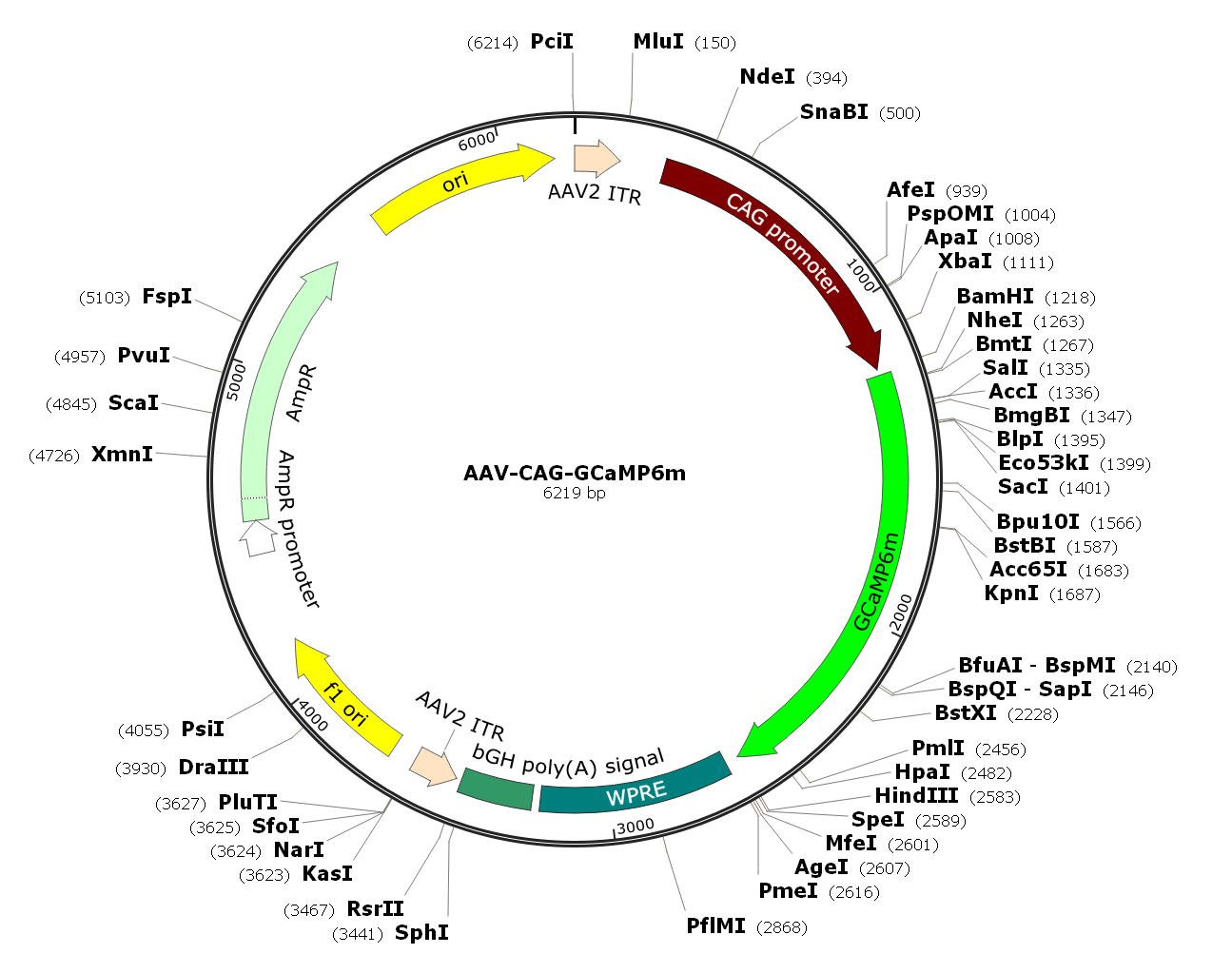Pre-made recombinant AAV; AAV-CAG-GCaMP6m; AAV-CBA-GCaMP6m; AAV1-CAG-GCaMP6m; AAV1-CBA-GCaMP6m