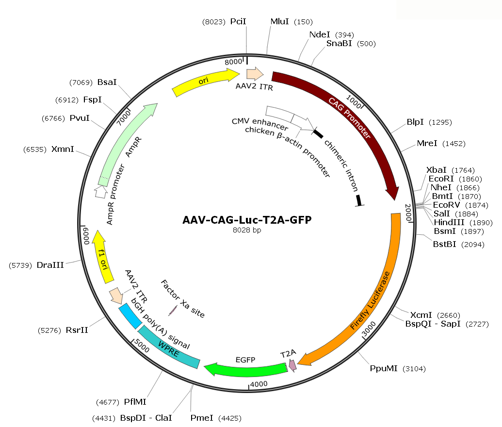 Pre-made recombinant AAV; AAV-CAG-Luc-T2A-GFP; AAV2-CAG-Luc-T2A-GFP; AAV-CBA-Luc-T2A-GFP; AAV2-CBA-Luc-T2A-GFP