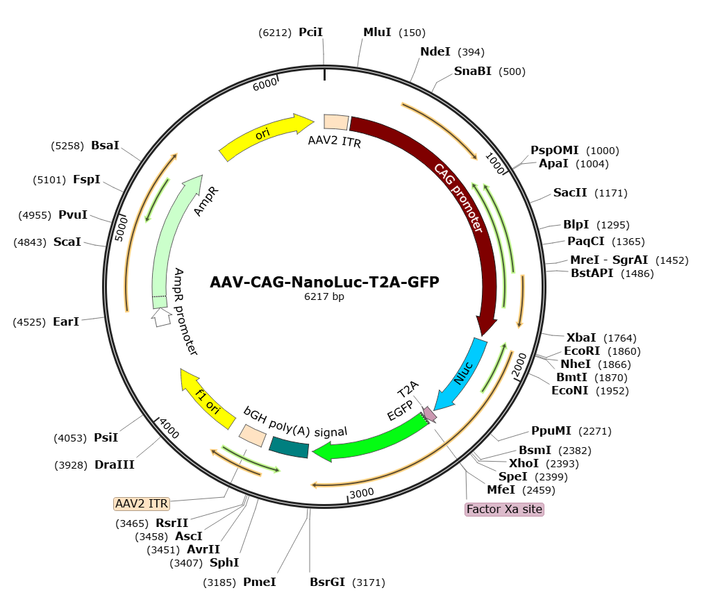 Pre-made recombinant AAV; AAV-CAG-nanoLuc-T2A-GFP; AAV5-CAG-nanoLuc-T2A-GFP; AAV-CBA-nanoLuc-T2A-GFP; AAV5-CBA-nanoLuc-T2A-GFP