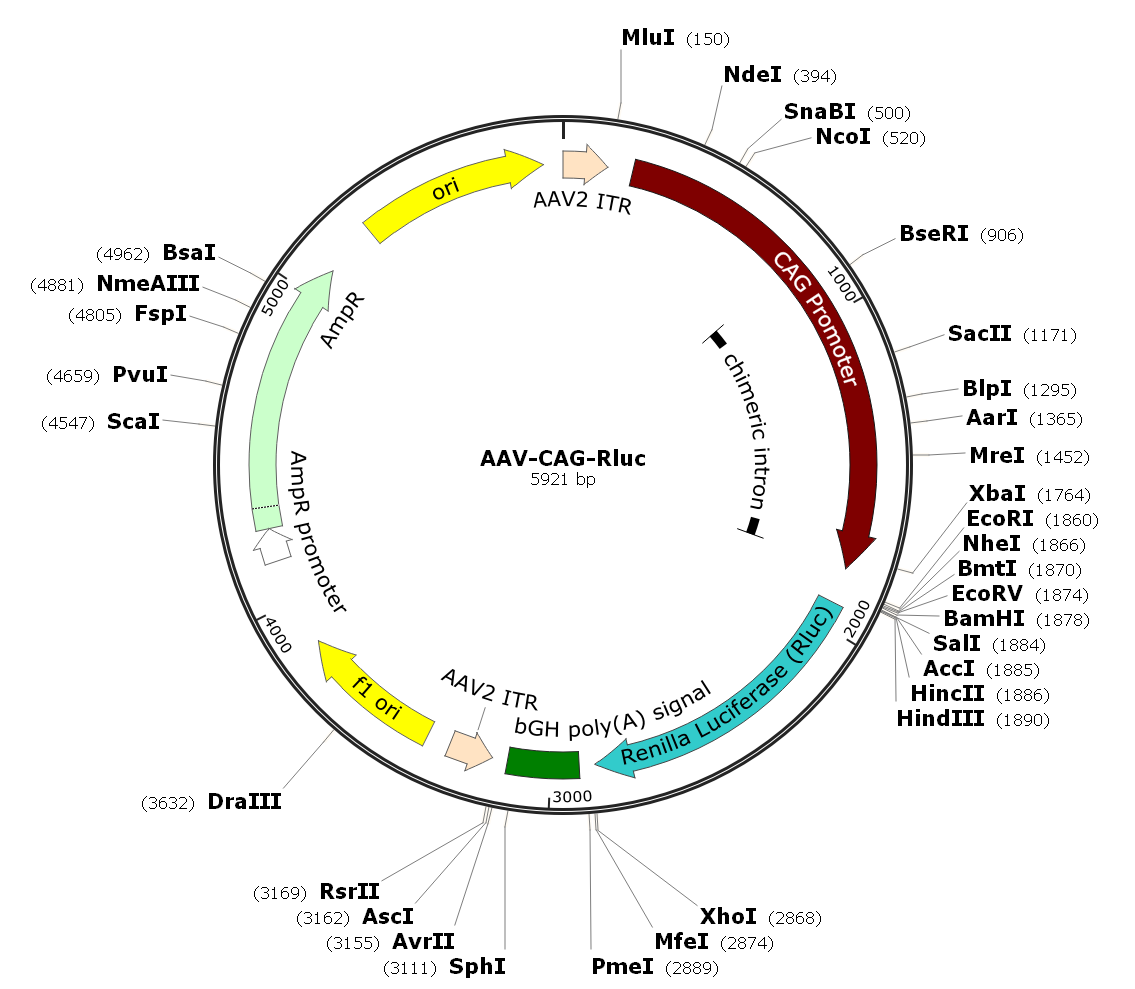 Pre-made recombinant AAV; AAV-CAG-Rluc; AAV-CBA-Rluc, AAV1-CAG-Rluc; AAV1-CBA-Rluc