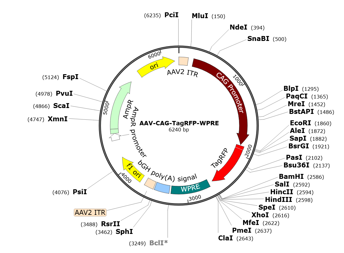 Pre-made recombinant AAV | AAV-CAG-TagRFP | AAV-CBA-TagRFP | AAV9-CAG-TagRFP | AAV9-CBA-TagRFP