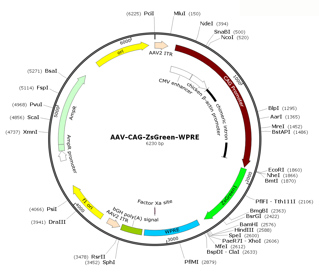 Pre-made recombinant AAV; AAV-ZsGreen; AAV-CAG-ZsGreen; AAV5-CAG-ZsGreen