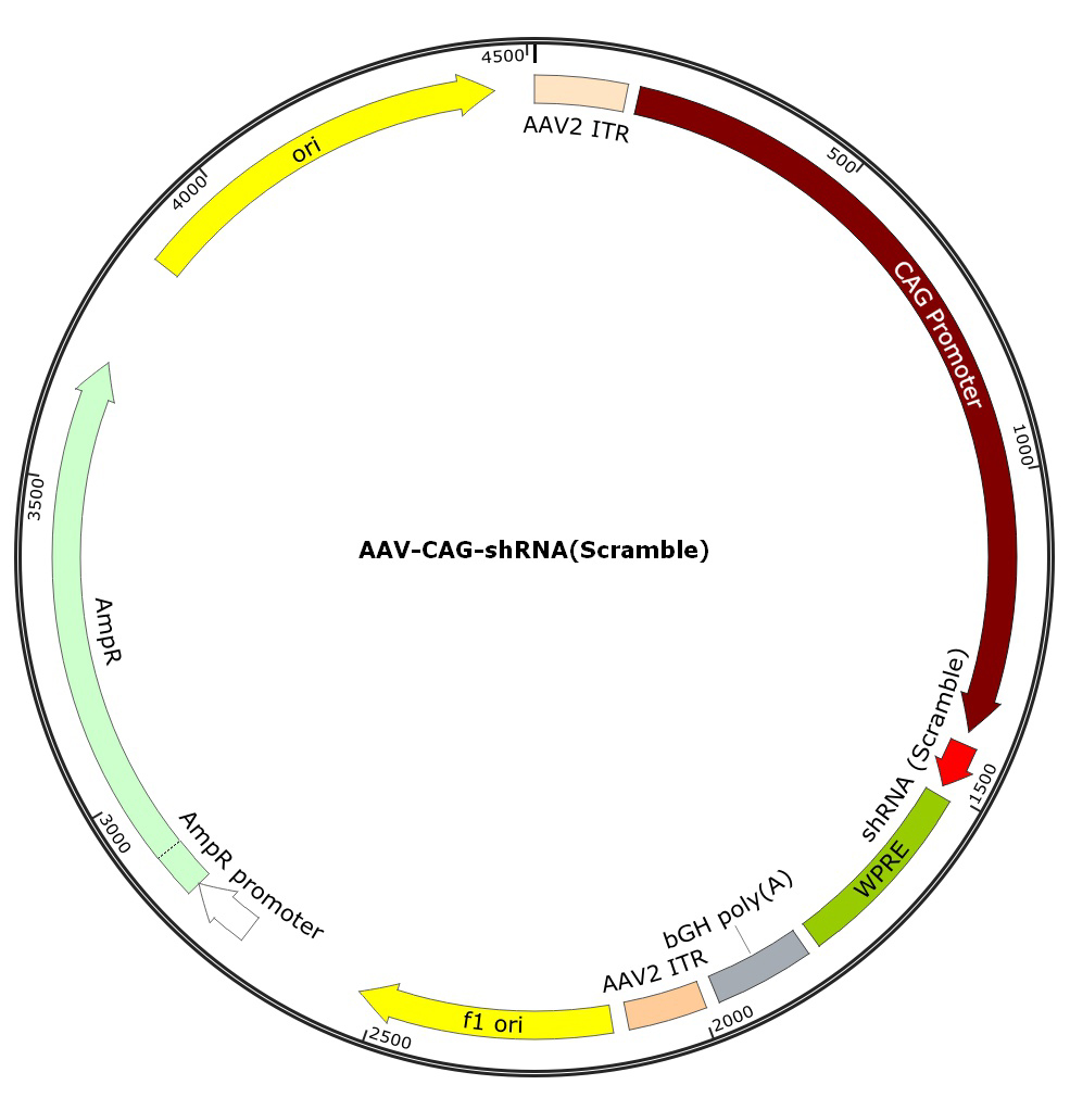 AAV-CAG-shRNA(Scramble); AAV9-CAG-shRNA(Scramble)