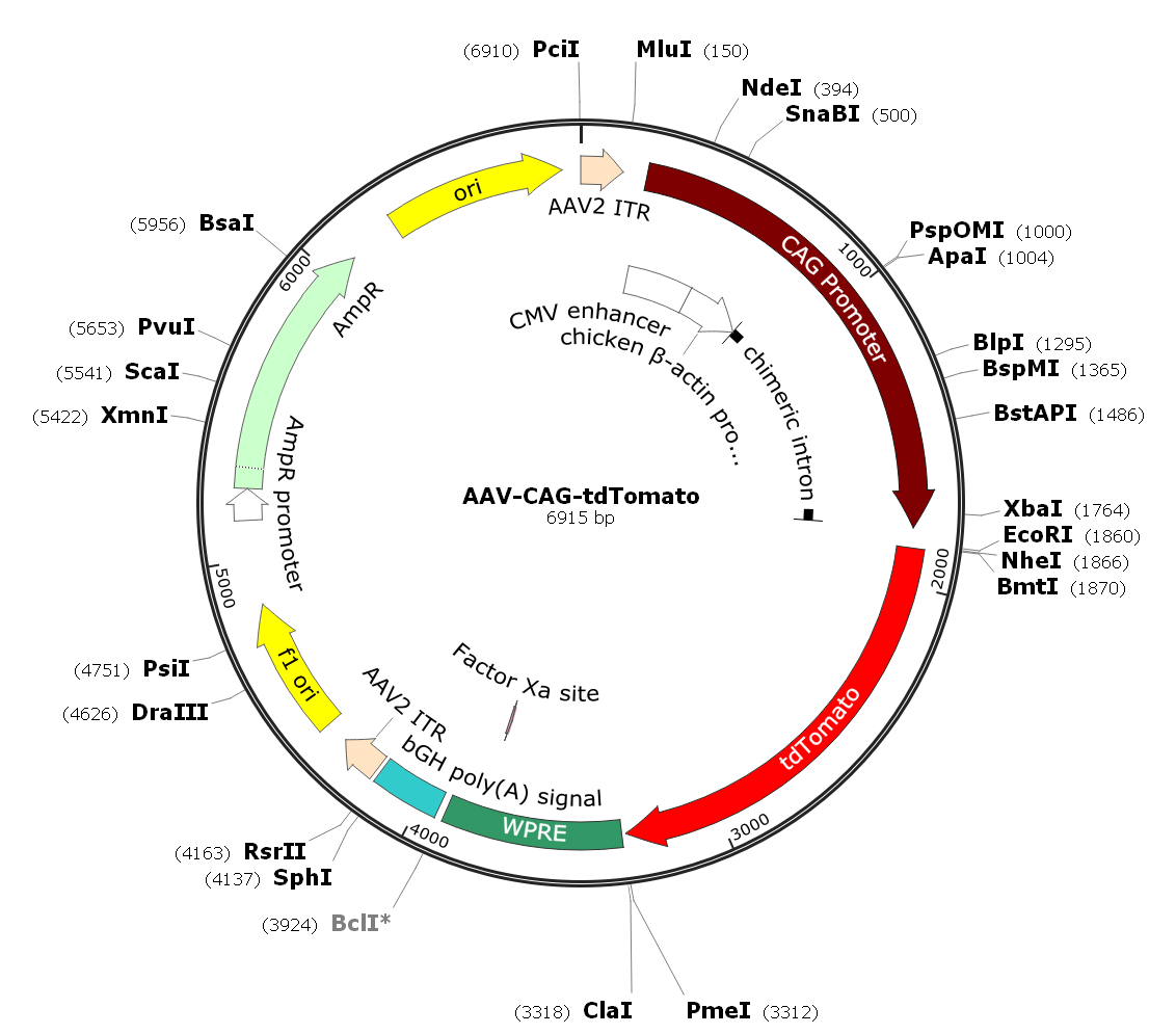 Pre-made recombinant AAV; AAV-CAG-tdTOMATO; AAV(BR1)-CAG-tdTOMATO