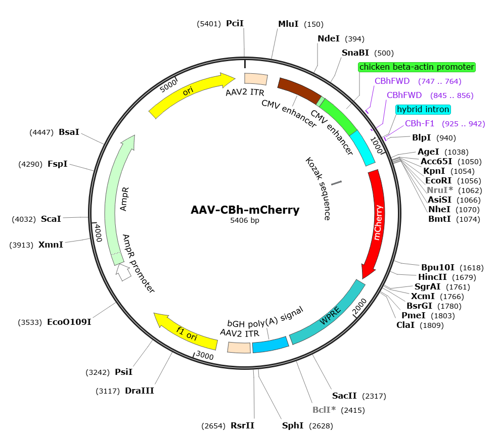 Pre-made recombinant AAV; AAV-CBh-mCherry; AAV9-CBh-mCherry