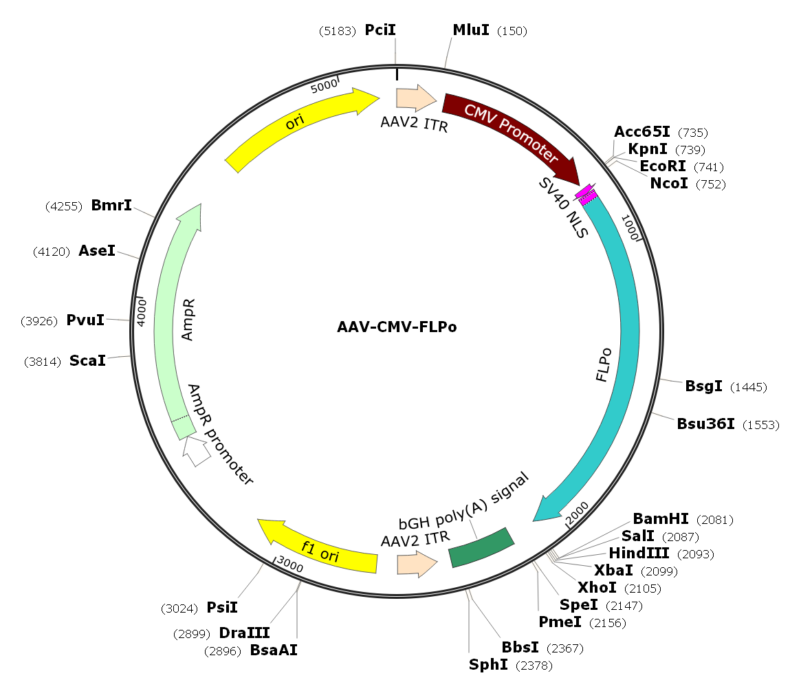 Pre-made recombinant AAV; AAV-CMV-FLPo; AAV-CBA-FLPo; AAV8-CMV-FLPo; AAV8-CBA-FLPo