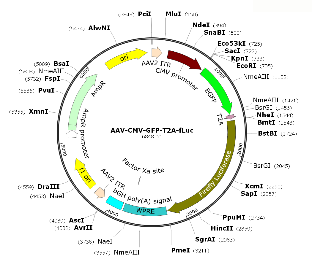 Pre-made recombinant AAV; AAV-CMV-GFP-T2A-fLuc; AAV9-CMV-GFP-T2A-fLuc; AAV-GFP-T2A-fLuc