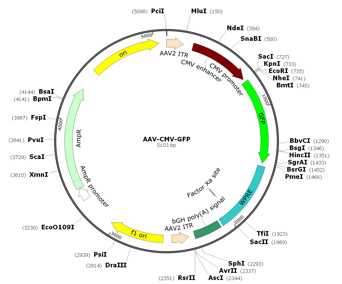 Pre-made recombinant AAV; AAV-CMV-GFP; AAV(Myo2A)-CMV-GFP; AAV(Myo)-CMV-GFP