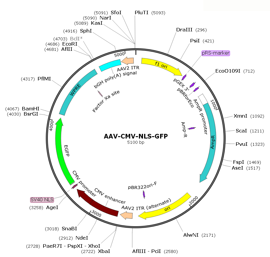 Pre-made recombinant AAV; AAV-CMV-NLS-GFP; AAV-NLS-GFP; AAV2-CMV-NLS-GFP; AAV2-NLS-GFP