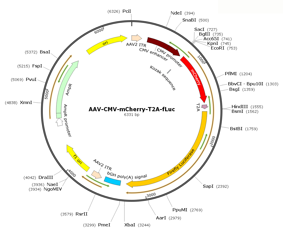 Pre-made recombinant AAV; AAV-CMV-mCherry-T2A-mCherry; AAV9-CMV-mCherry-T2A-mCherry