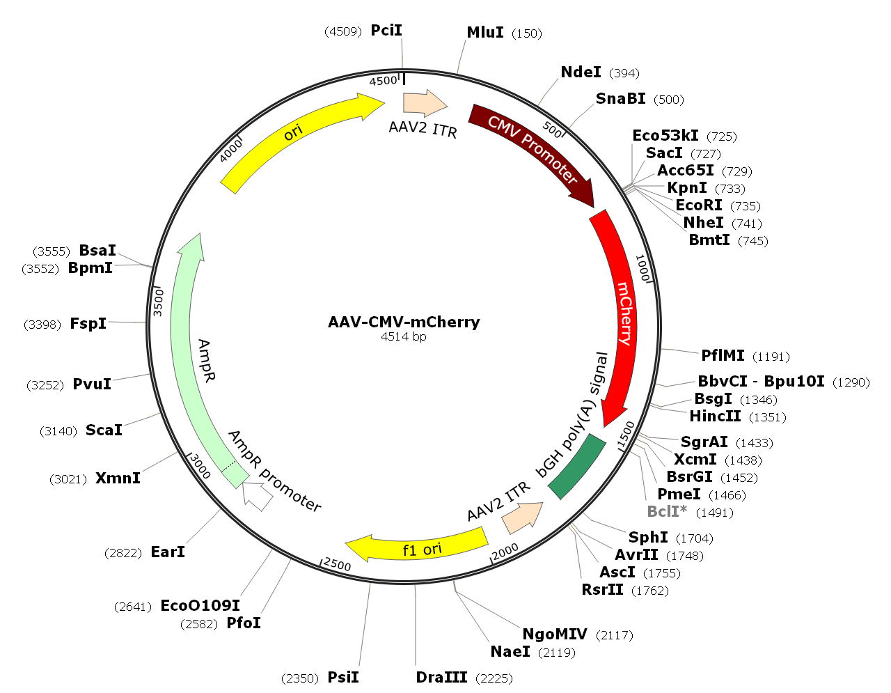 Pre-made recombinant AAV; AAV-CMV-mCherry; AAV-mCherry; AAV(DJ/8)-CMV-mCherry; AAV(DJ/8)-mCherry