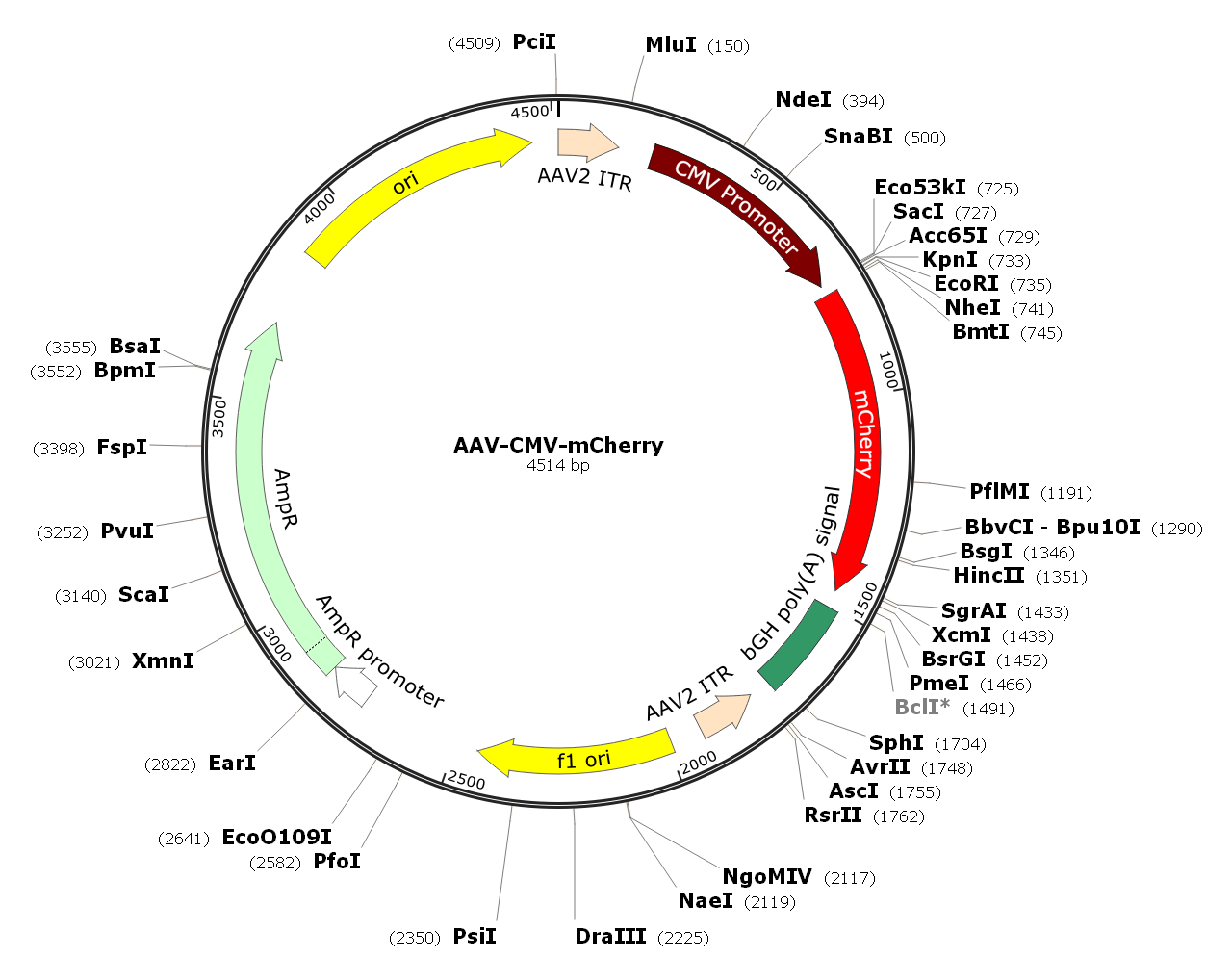 AAV-CMV-GFP; AAV1-CMV-GFP; AAV-GFP; AAV1-GFP; pAAV-GFP; pAAV-CMV-GFP