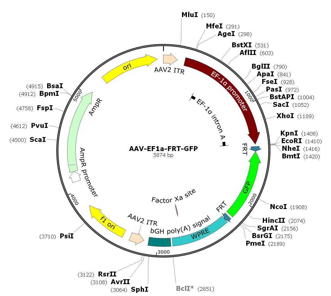 Pre-made recombinant AAV; AAV-EF1α-FRT-GFP; AAV9-EF1α-FRT-GFP; AAV-EF1alpha-FRT-GFP; AAV9-EF1alpha-FRT-GFP