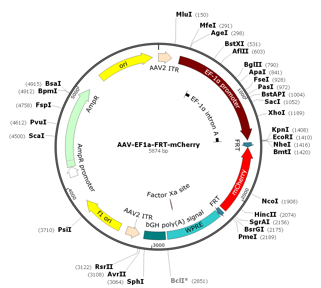 Pre-made recombinant AAV; AAV-EF1α-FRT-mCherry; AAV9-EF1α-FRT-mCherry; AAV-EF1alpha-FRT-mCherry; AAV9-EF1alpha-FRT-mCherry