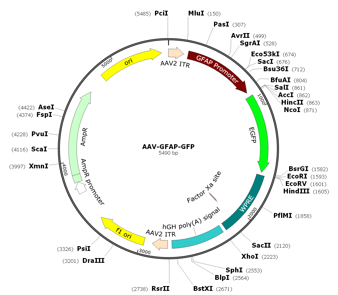 Pre-made recombinant AAV; AAV-GFAP-GFP; AAV(DJ/8)-GFAP-GFP