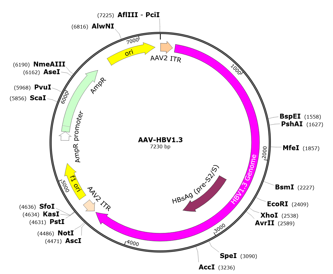 Pre-made recombinant AAV; AAV-HBV1.3; AAV8-HBV1.3