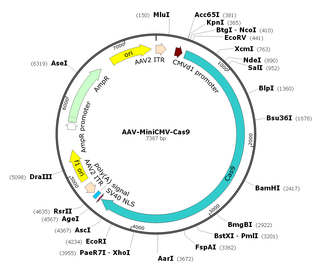 Pre-made recombinant AAV; AAV-miniCMV-Cas9; AAV9-miniCMV-SpCas9; AAV-Cas9; AAV9-SpCas9