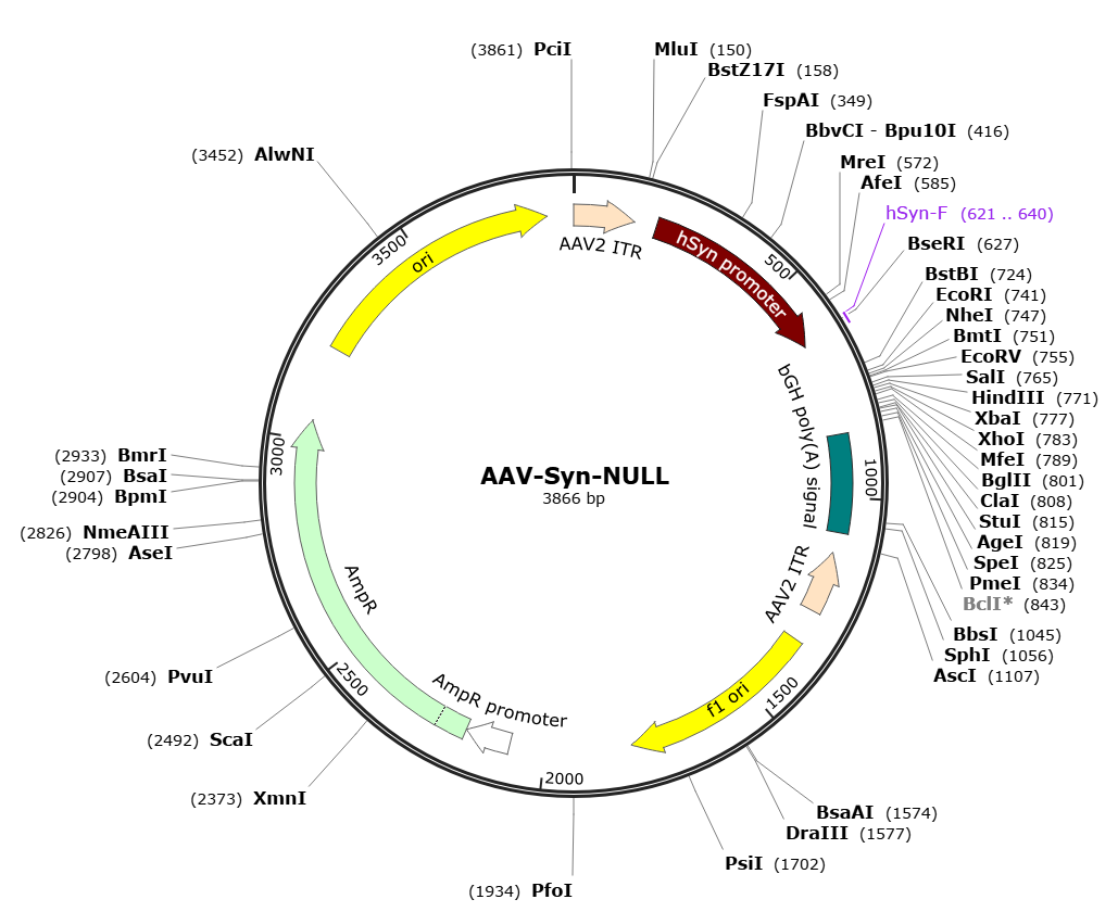 Pre-made recombinant AAV; AAV-Synapsin-Null; AAV-Syn-Null; AAV(PHP.eB)-Synapsin-Null; AAV(PHP.eB)-Syn-Null