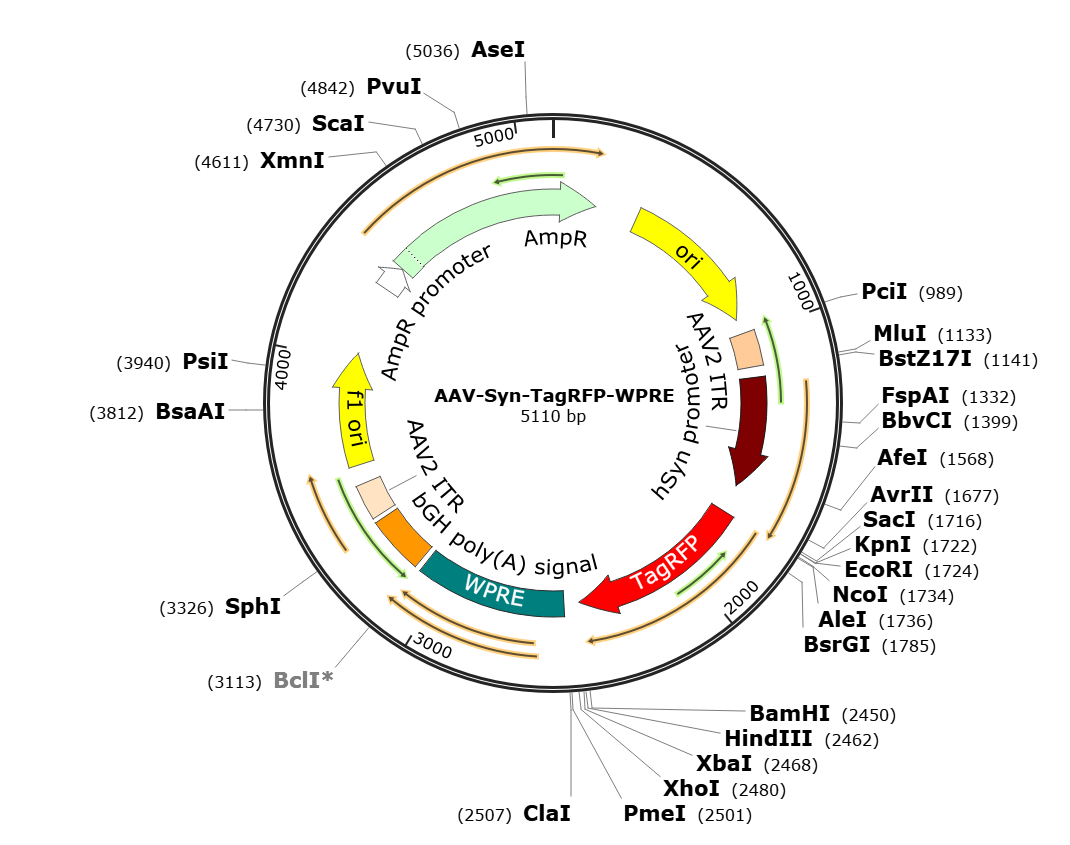 Pre-made recombinant AAV | AAV-Synapsin-TagRFP | AAV-Syn-TagRFP | AAV9-Synapsin-TagRFP | AAV9-Syn-TagRFP