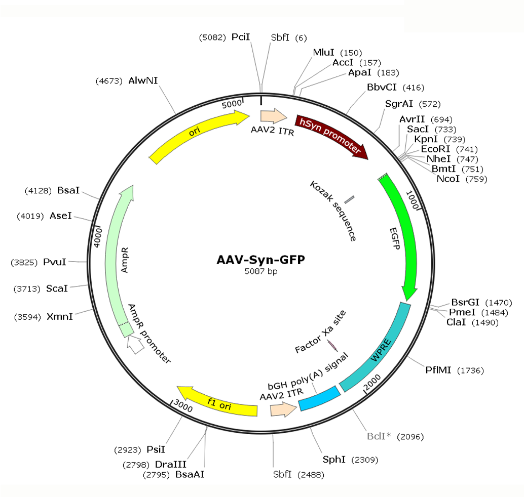 Pre-made recombinant AAV; AAV-Synapsin-GFP; AAV-Syn-GFP; AAVrg-Synapsin-GFP; AAVrg-Syn-GFP