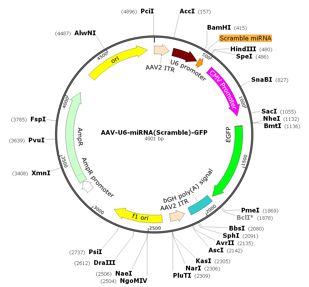 AAV-U6-miRNA(scramble)-CMV-GFP; AAV1-U6-miRNA(scramble)-GFP