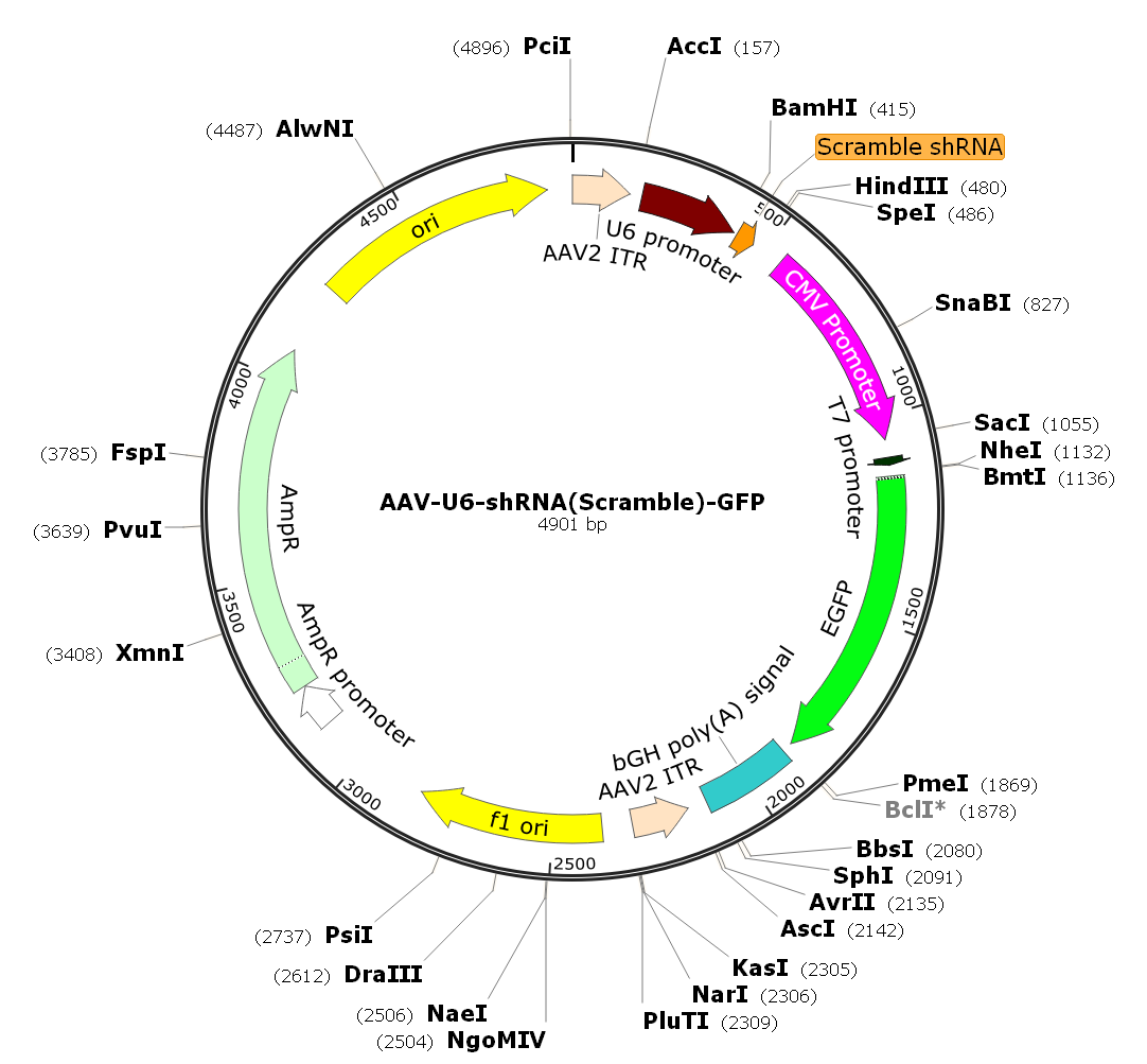 pAAV-U6-shRNA(scramble)-GFP; AAV-U6-shRNA(scramble)-GFP; AAV2-U6-shRNA(scramble)-GFP