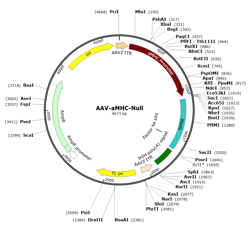 Pre-made recombinant AAV; AAV-αMHC-Null; AAV9-αMHC-Null
