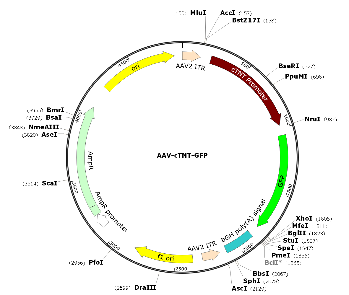 Pre-made recombinant AAV; AAV-cTNT-GFP; AAV9-cTNT-GFP