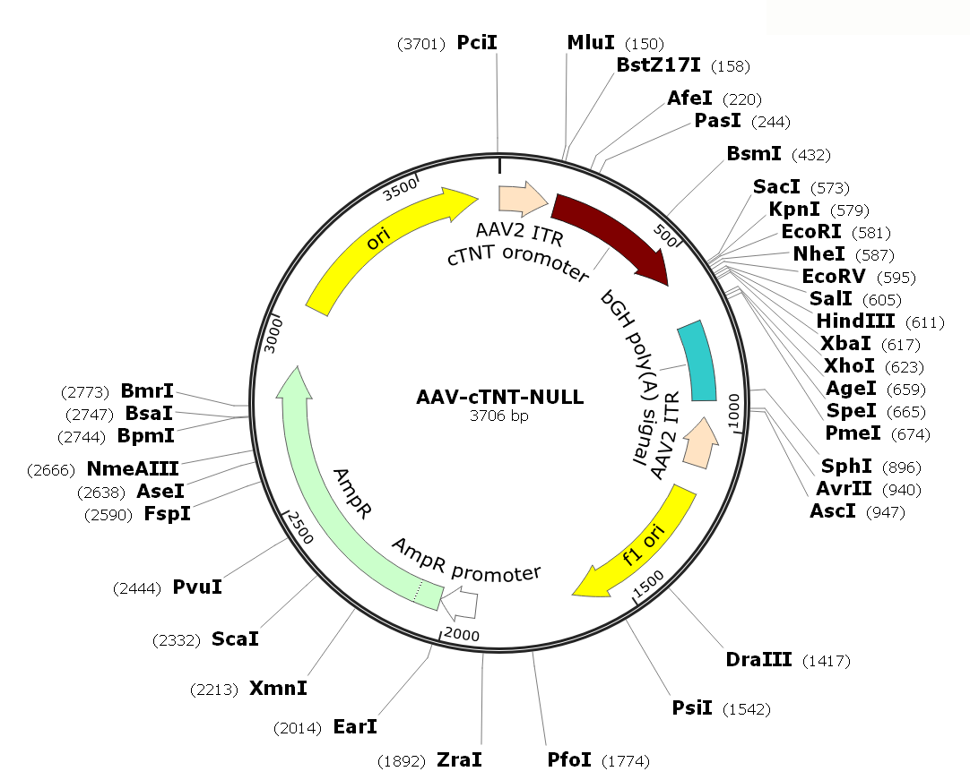 Pre-made recombinant AAV; AAV-cTNT-Null; AAV9-cTNT-Null