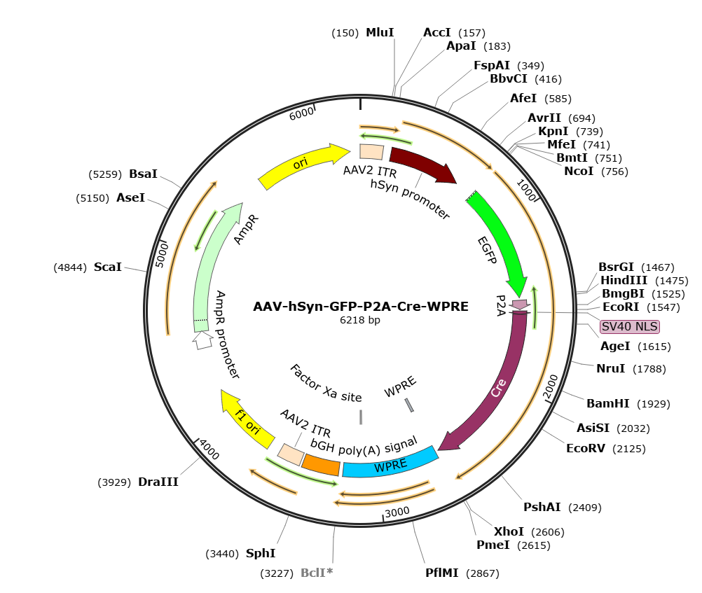 Pre-made recombinant AAV | AAV-Syn-GFP-P2A-Cre | AAV(PHP.eB)-Syn-GFP-P2A-Cre | AAV(PHP.eB)-Syn-GFP-P2A-Cre-WPRE