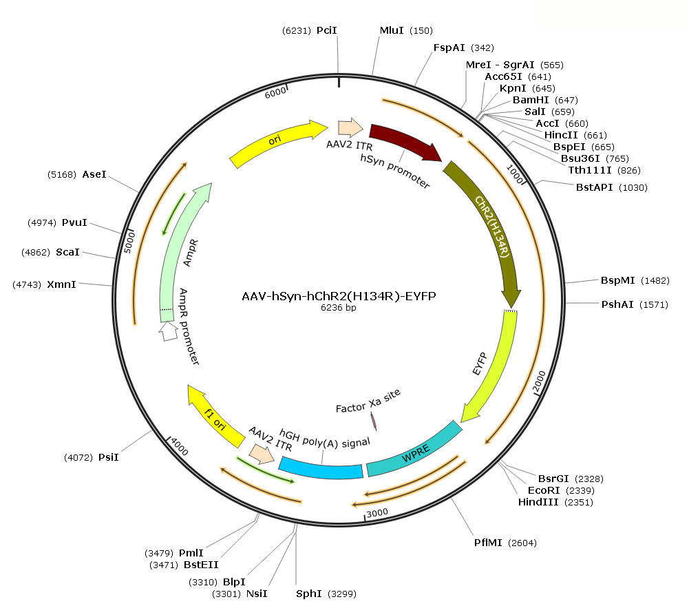 Pre-made recombinant AAV; AAV-Syn-hChR2(H134R)-EYFP; AAVrg-Syn-hChR2(H134R)-EYFP; 