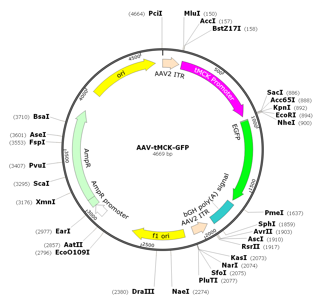 Pre-made recombinant AAV; AAV-tMCK-GFP; AAV1-tMCK-GFP