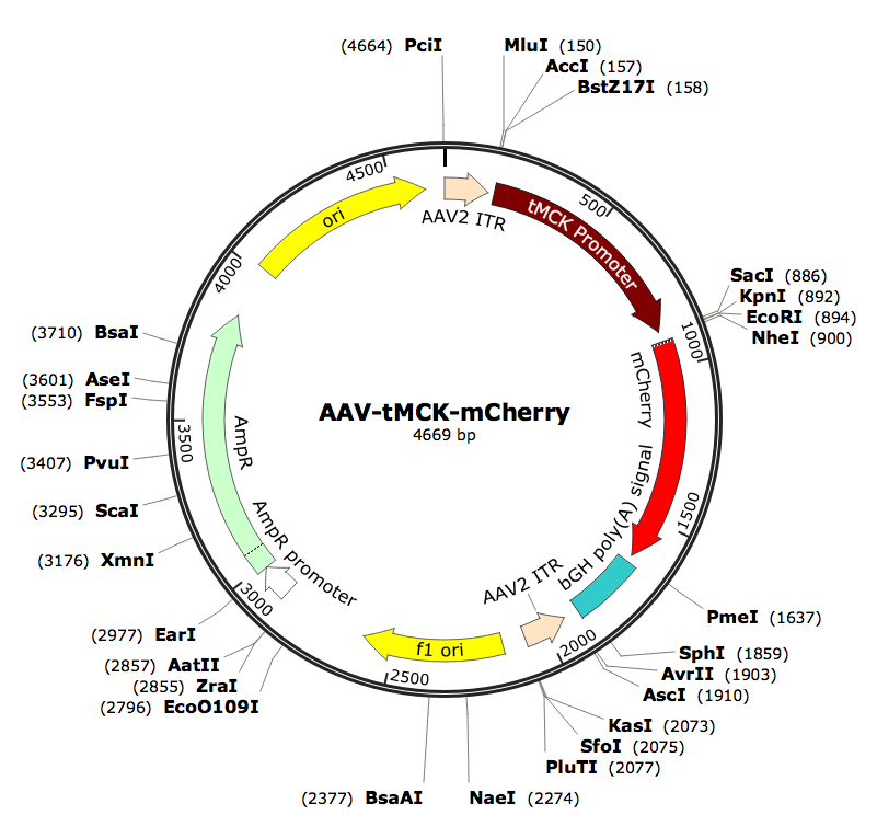 Pre-made recombinant AAV; AAV-tMCK-mCherry; AAV1-tMCK-mCherry