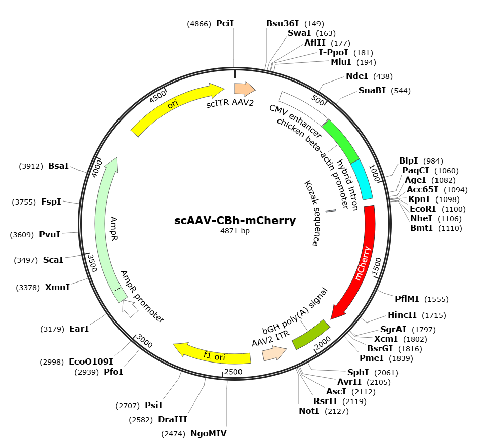 Pre-made recombinant AAV; scAAV-CBh-mCherry; scAAV9-CBh-mCherry