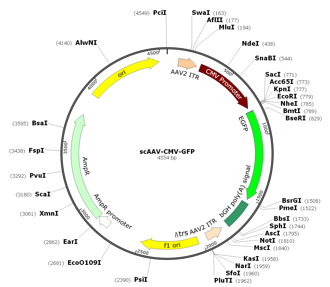 Pre-made recombinant self-complementary AAV; scAAV-CMV-GFP; scAAV-GFP; scAAV(BR1)-CMV-GFP; scAAV(BR1)-GFP