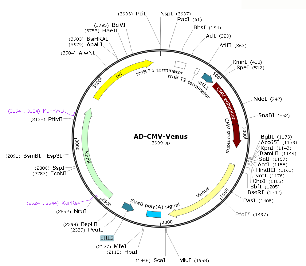 Ad-CMV-GFP; Ad-GFP; Pre-made Adenovirus 