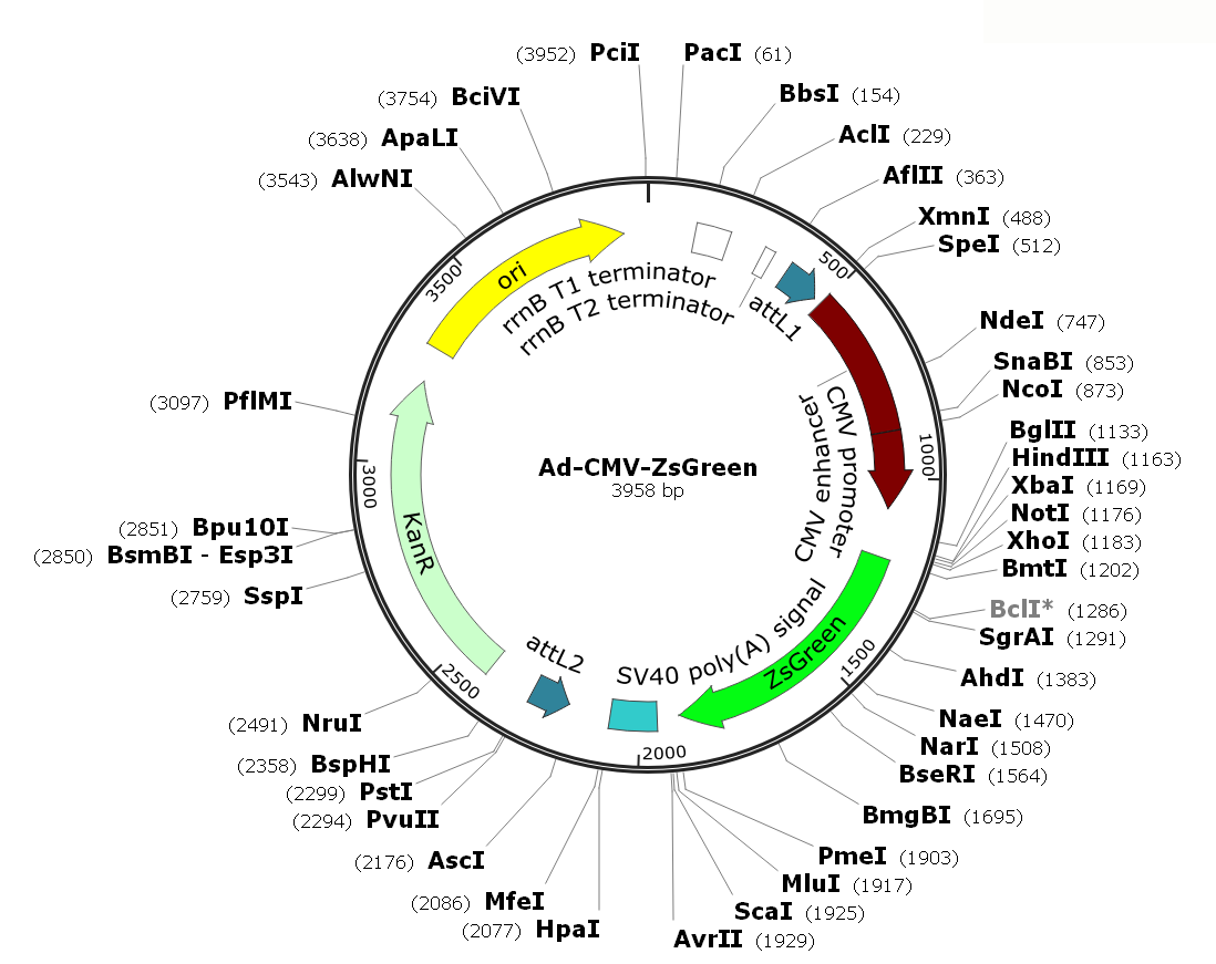 Human Adenovirus Type5 (dE1/E3);  Ad-CMV-ZsGreen; Ad-ZsGreen