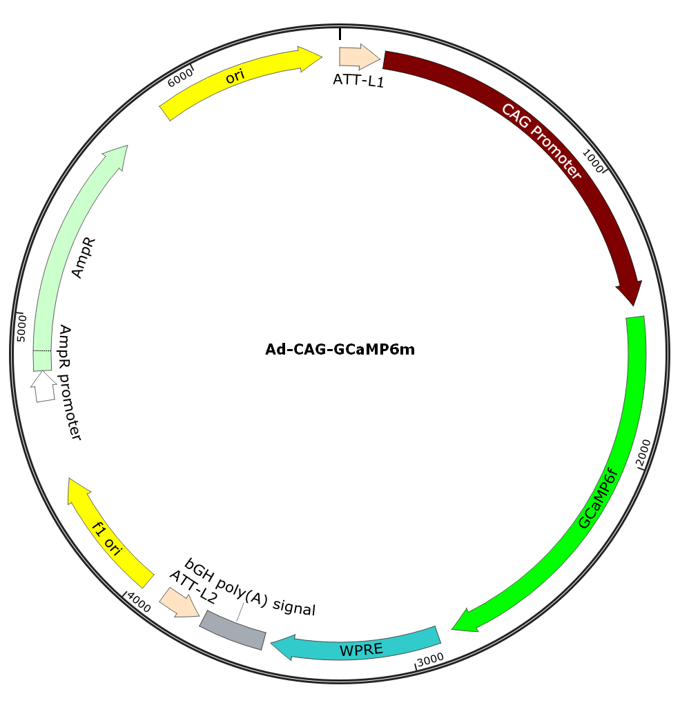 Ad-CAG-GCaMP6m; Ad-CBA-GCaMP6m; Pre-made Adenovirus
