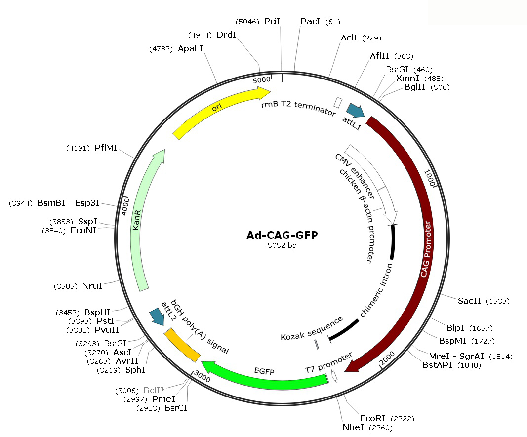 Human Adenovirus Type5 (dE1/E3);  Ad-CAG-GFP; Ad-CBA-GFP
