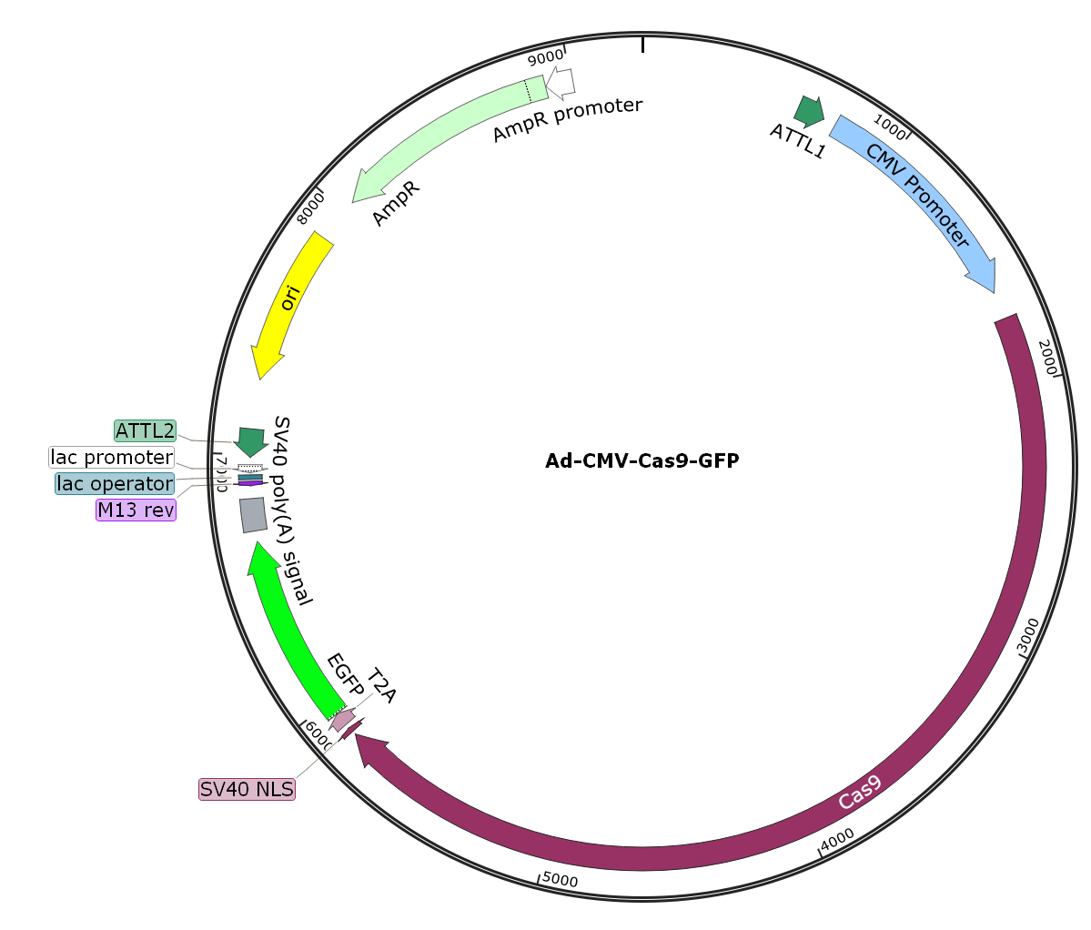 Ad-CMV-Cas9-GFP; Ad-Cas9-GFP; Pre-made Adenovirus