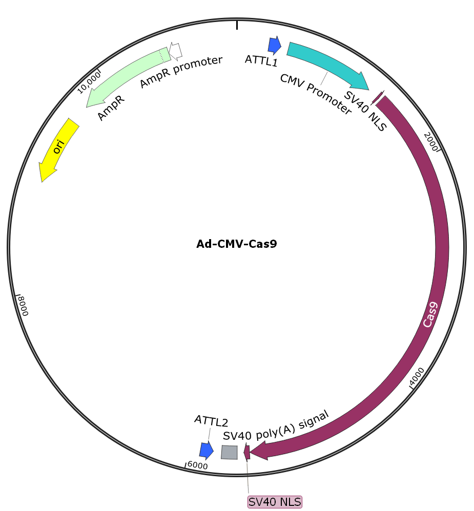 Ad-CMV-Cas9; Ad-Cas9; Pre-made Adenovirus