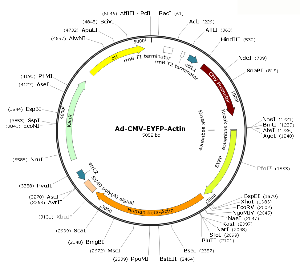Ad-CMV-EYFP-Actin; Ad-EYFP-Actin; Pre-made Adenovirus
