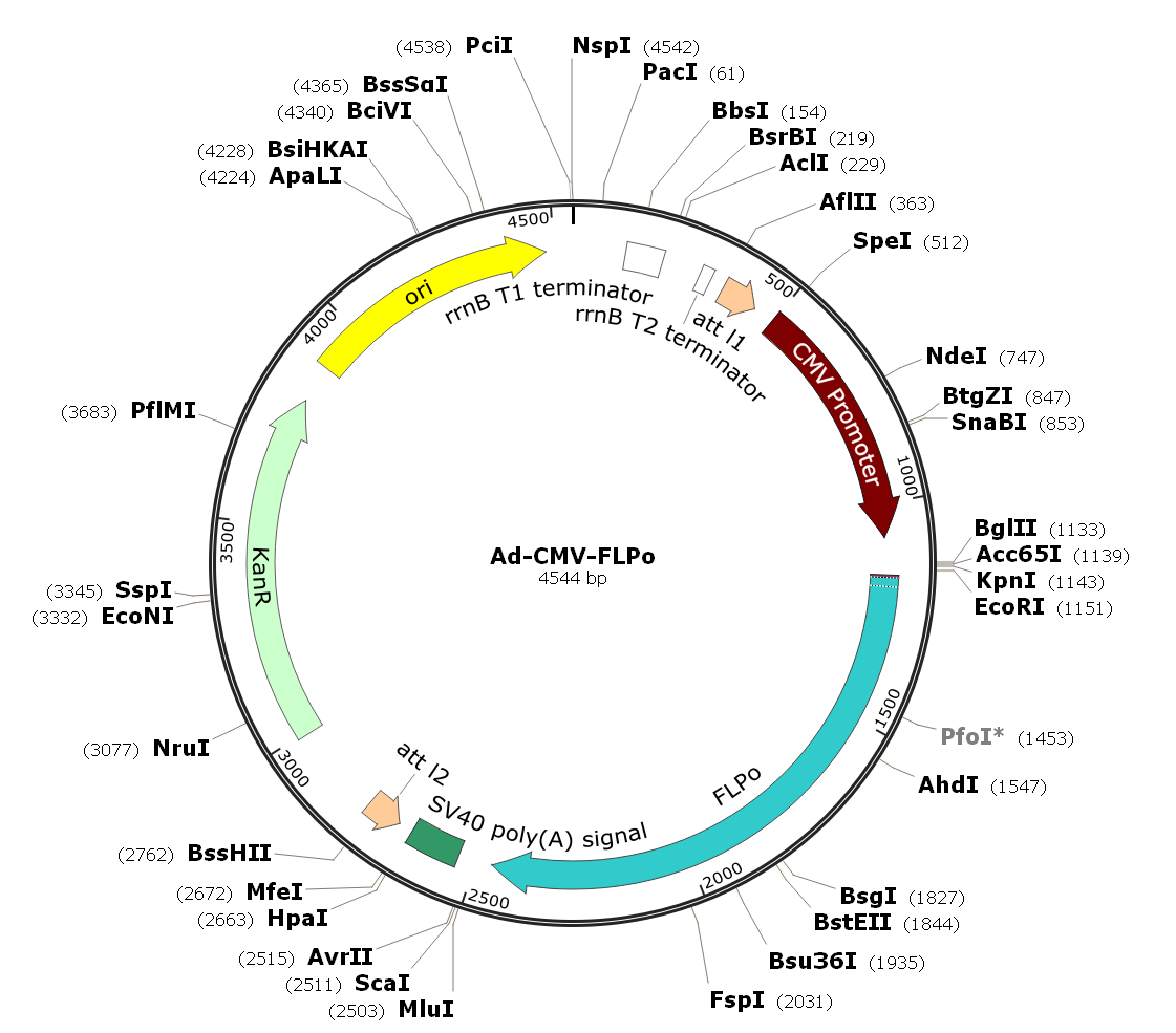 Pre-made human adenovirus serotype 5 (dE1/E3), FLPo recombinase adenovirus; Ad-CMV-FLPo; Ad-FLPo