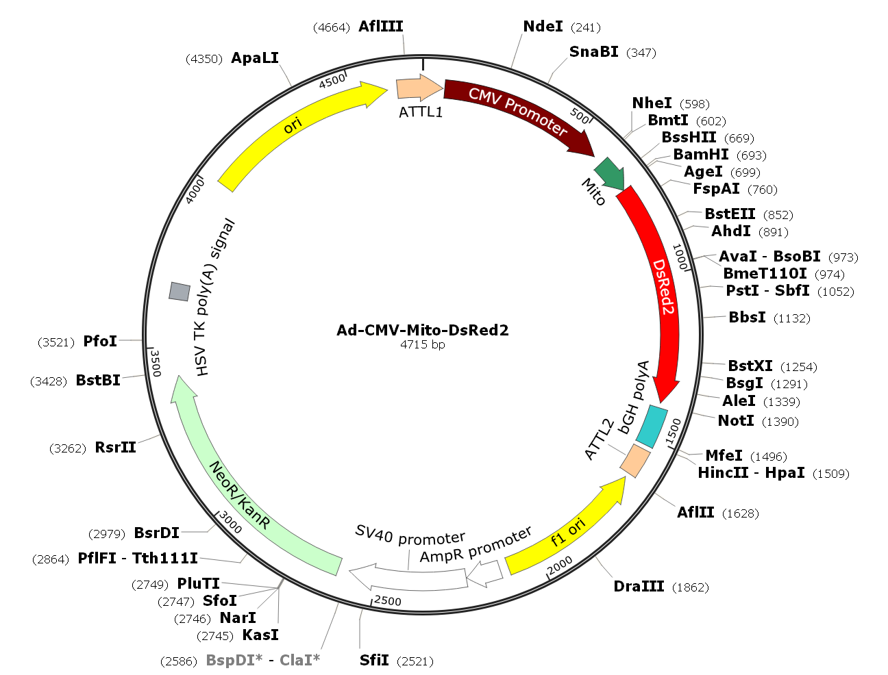 Ad-CMV-Mito-DsRed2; Ad-Mito-DsRed2; Pre-made Adenovirus