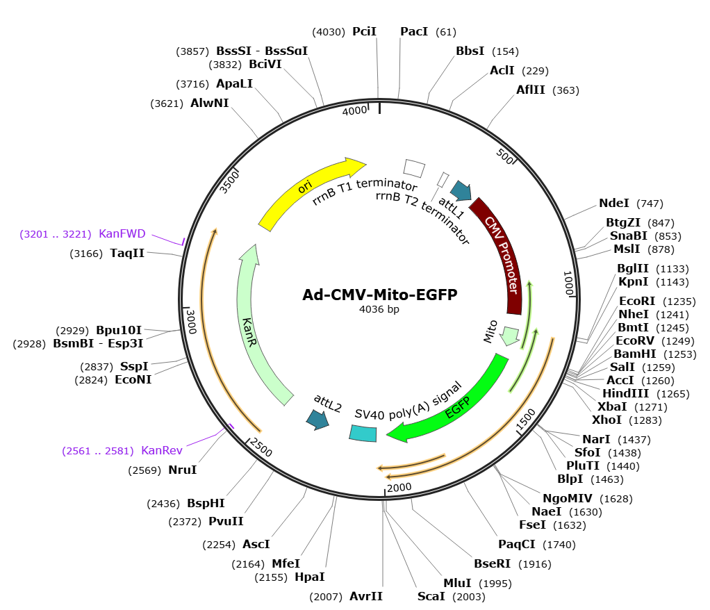 Human Adenovirus Type5 (dE1/E3); Ad-CMV-Mito-EGFP; Ad-Mito-EGFP