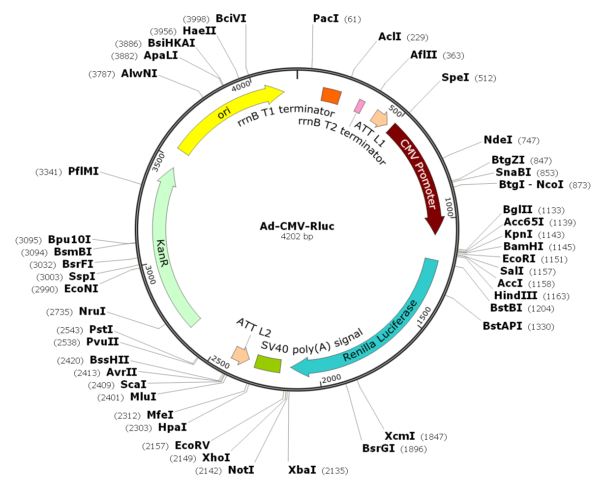 Human Adenovirus Type5 (dE1/E3); Ad-CMV-Rluc; Ad-Rluc