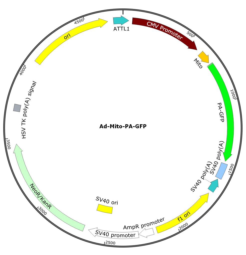 Ad-CMV-Mito-PA-GFP; Ad-Mito-PA-GFP; Pre-made Adenovirus