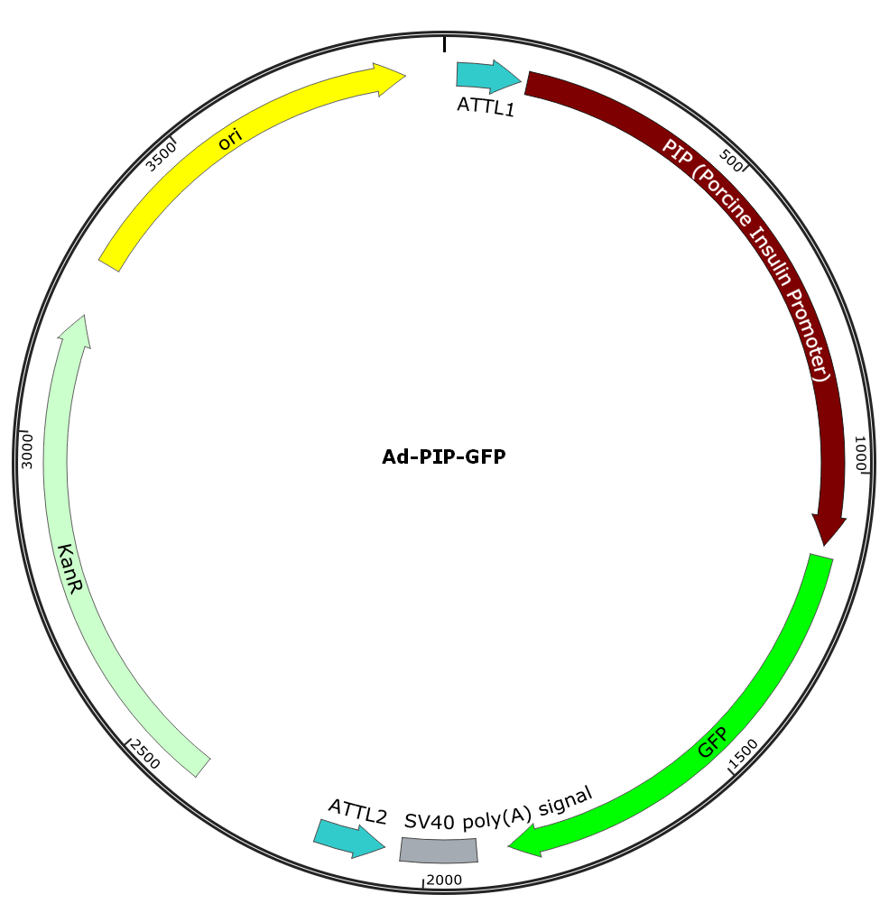 Ad-P(Insulin)-GFP; Ad-PIP-GFP; Pre-made Adenovirus