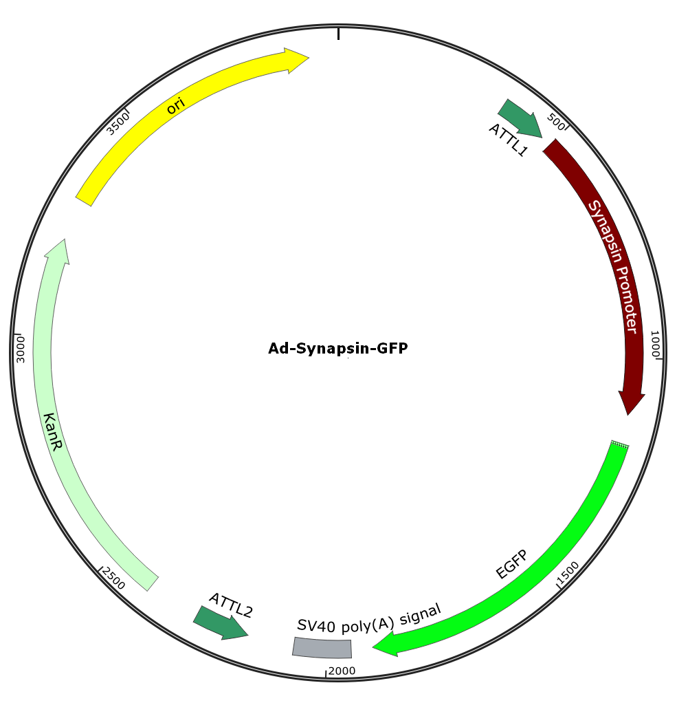 Ad-Synapsin-GFP; Ad-Syn-GFP; Pre-made Adenovirus